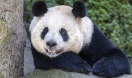 林嘟嘟大熊猫的最新爆料,最新动态与幕后故事大公开