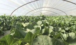 陕西新瓜最新爆料,揭秘背后惊人真相